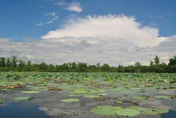 ghodaghodi lake- natural beauty of farwest